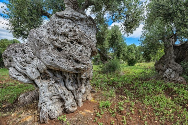 Galleria panoramica